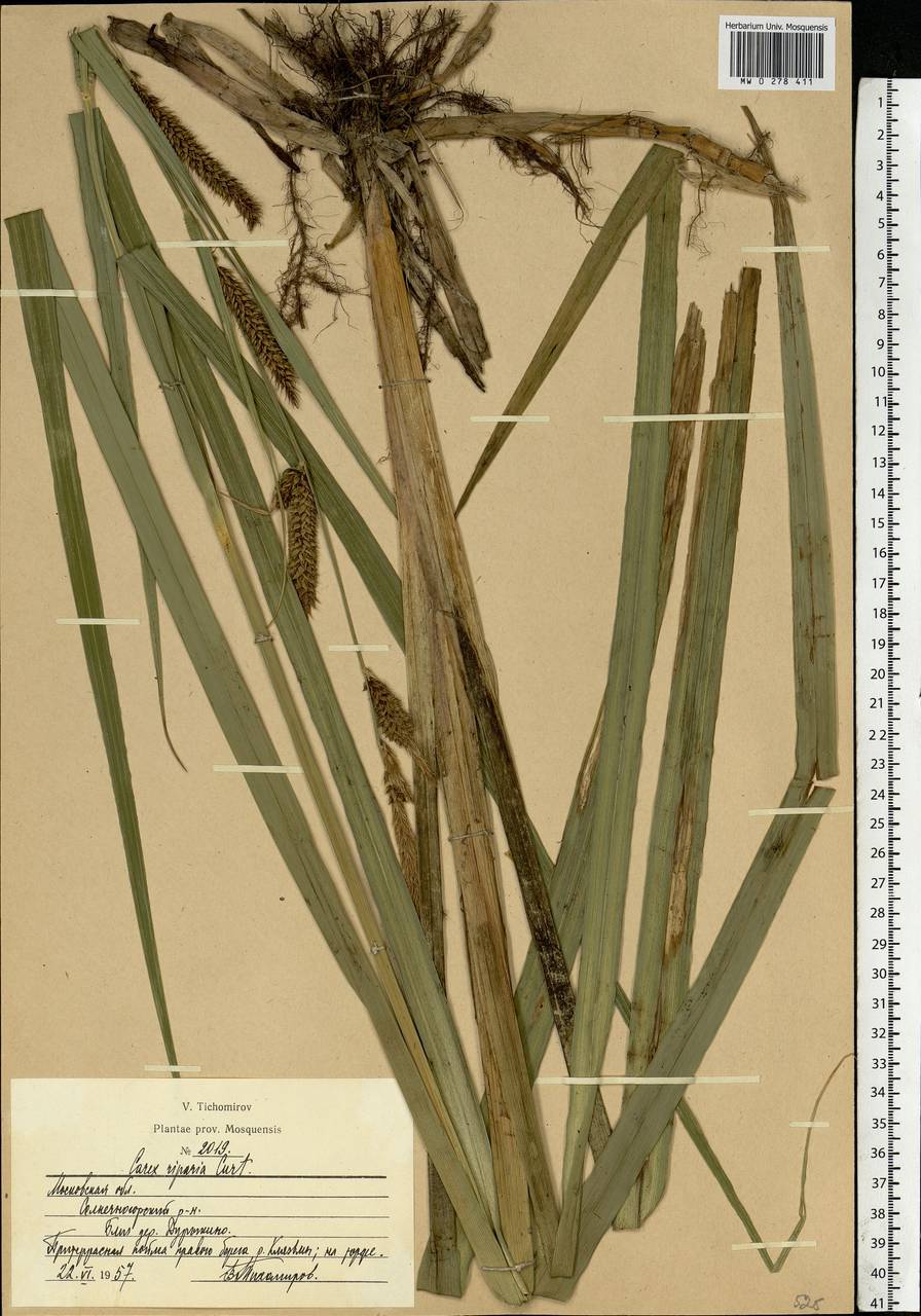 Carex riparia Curtis, Eastern Europe, Moscow region (E4a) (Russia)