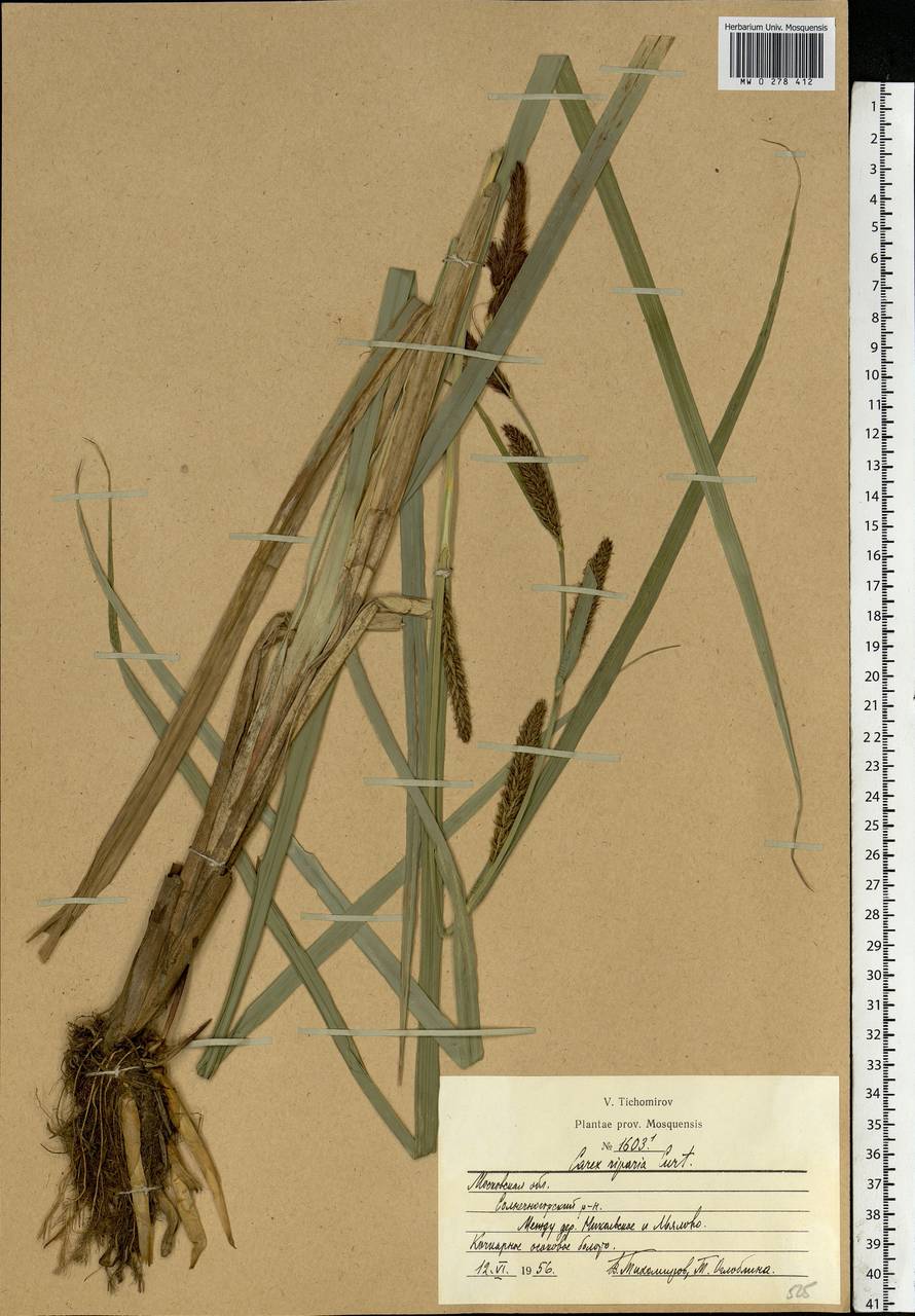 Carex riparia Curtis, Eastern Europe, Moscow region (E4a) (Russia)