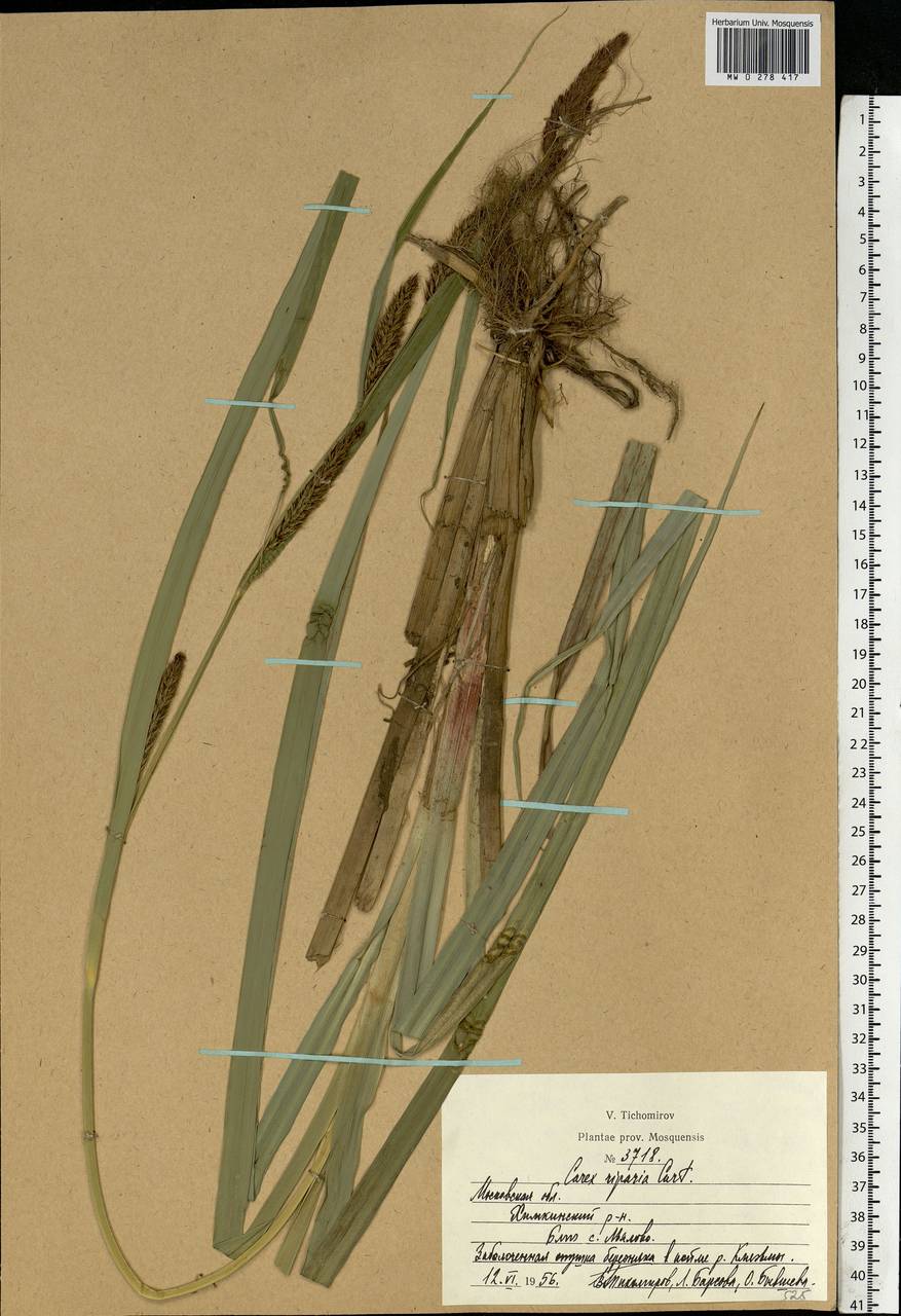 Carex riparia Curtis, Eastern Europe, Moscow region (E4a) (Russia)