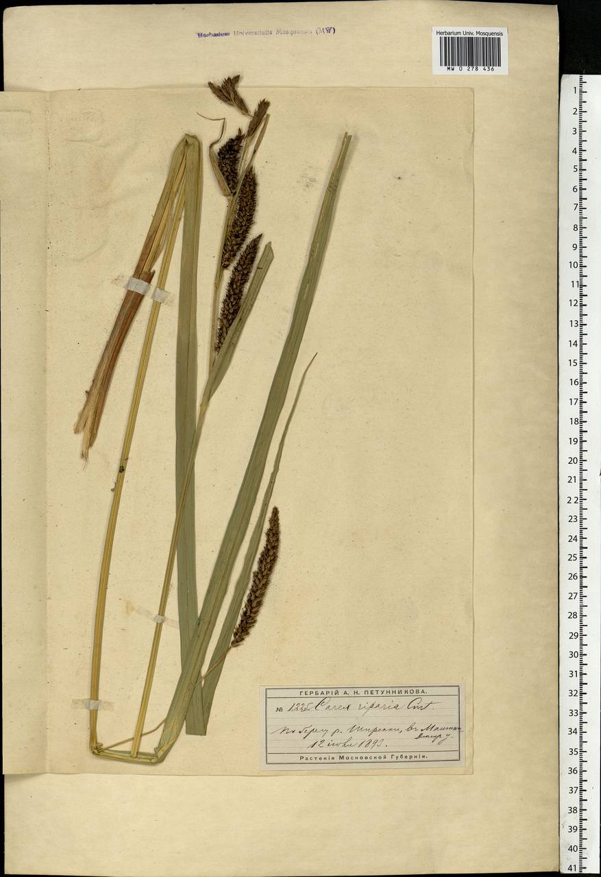Carex riparia Curtis, Eastern Europe, Moscow region (E4a) (Russia)