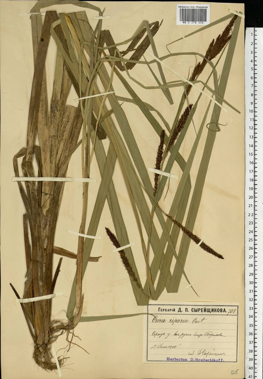 Carex riparia Curtis, Eastern Europe, Moscow region (E4a) (Russia)