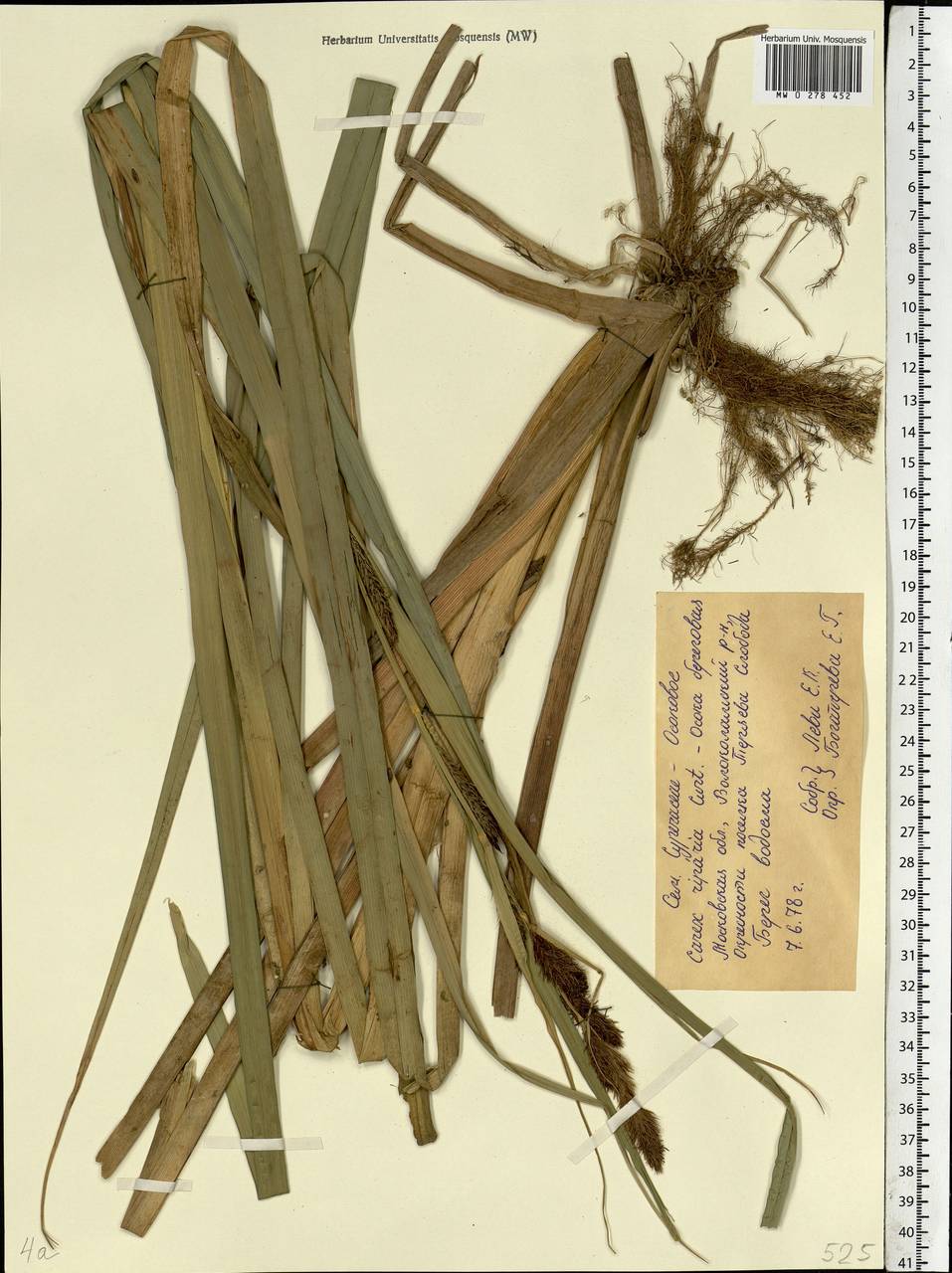 Carex riparia Curtis, Eastern Europe, Moscow region (E4a) (Russia)
