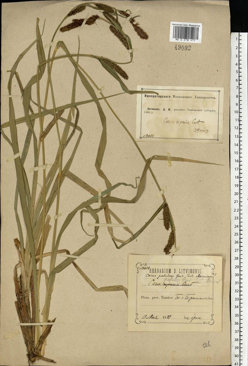 Carex riparia Curtis, Eastern Europe, Central forest-and-steppe region (E6) (Russia)
