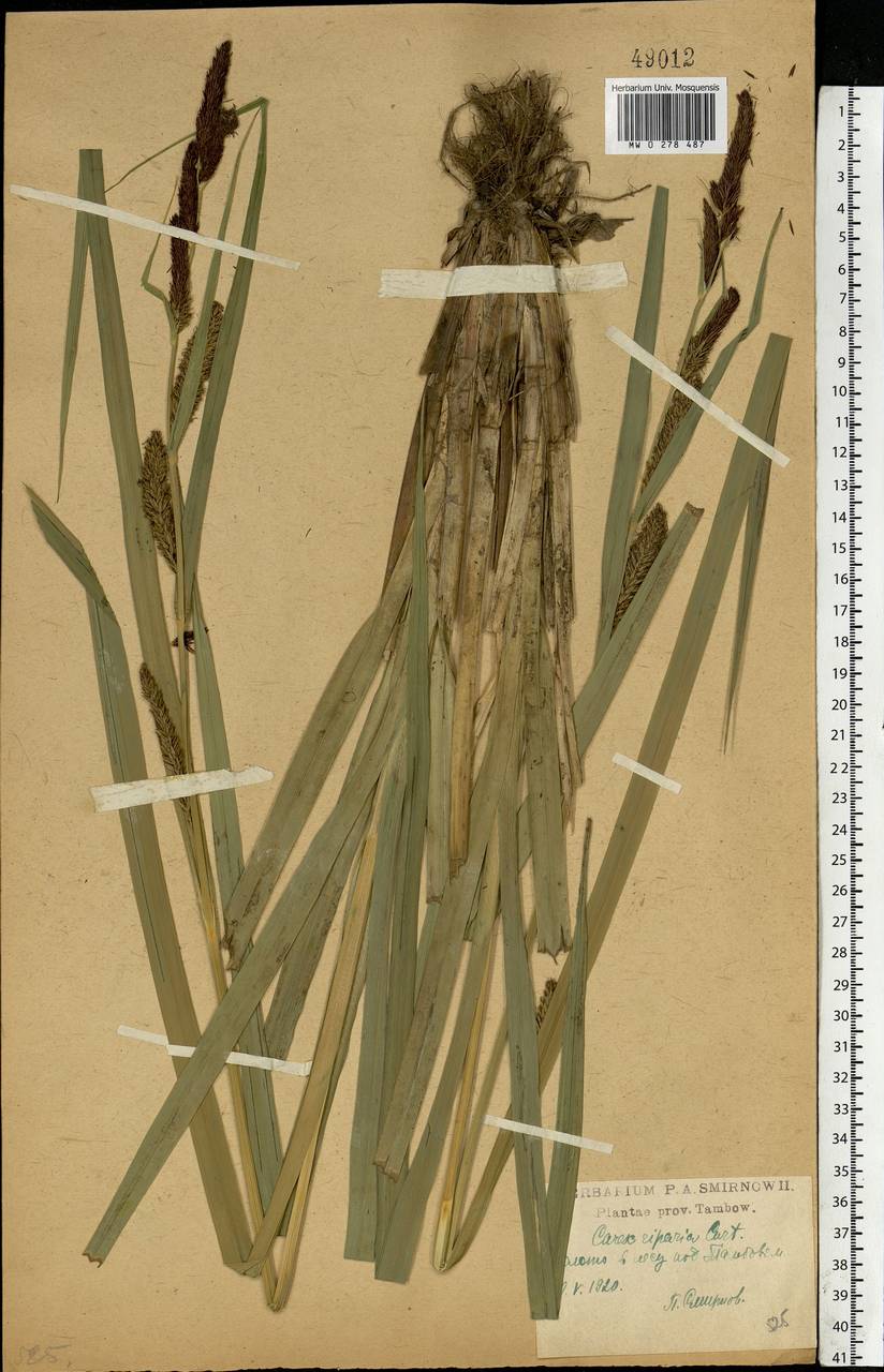 Carex riparia Curtis, Eastern Europe, Central forest-and-steppe region (E6) (Russia)