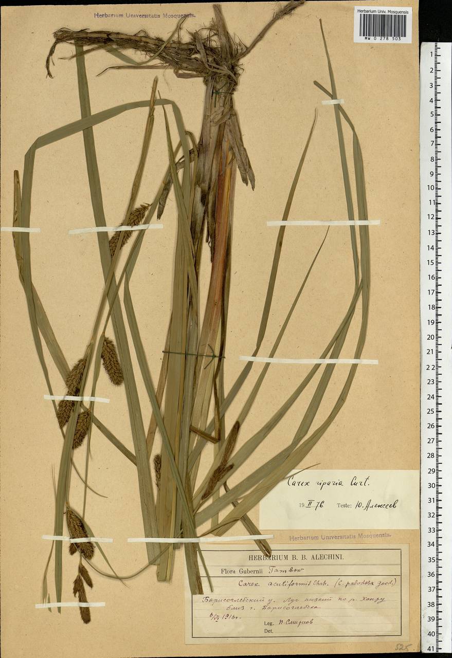 Carex riparia Curtis, Eastern Europe, Central forest-and-steppe region (E6) (Russia)