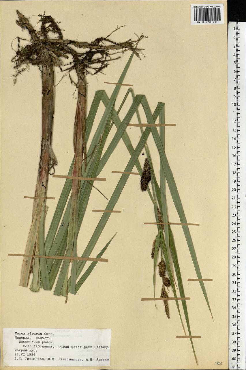 Carex riparia Curtis, Eastern Europe, Central forest-and-steppe region (E6) (Russia)