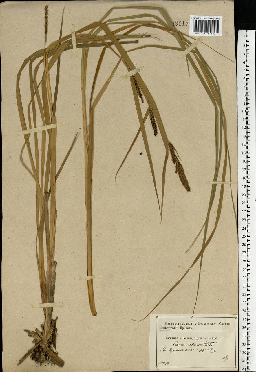 Carex riparia Curtis, Eastern Europe, Central forest-and-steppe region (E6) (Russia)