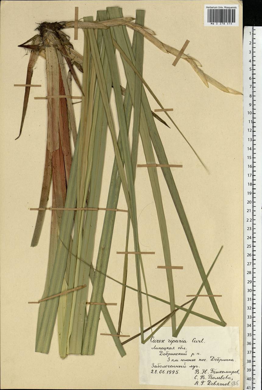 Carex riparia Curtis, Eastern Europe, Central forest-and-steppe region (E6) (Russia)