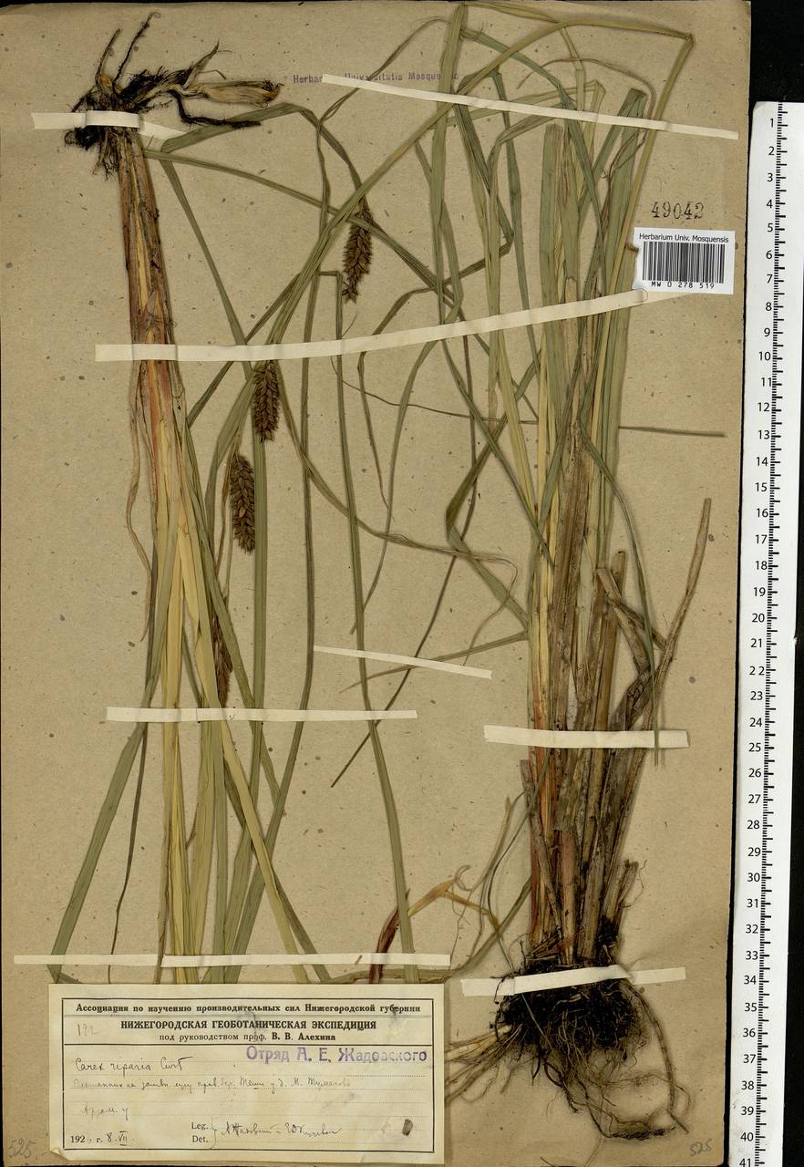 Carex riparia Curtis, Eastern Europe, Volga-Kama region (E7) (Russia)