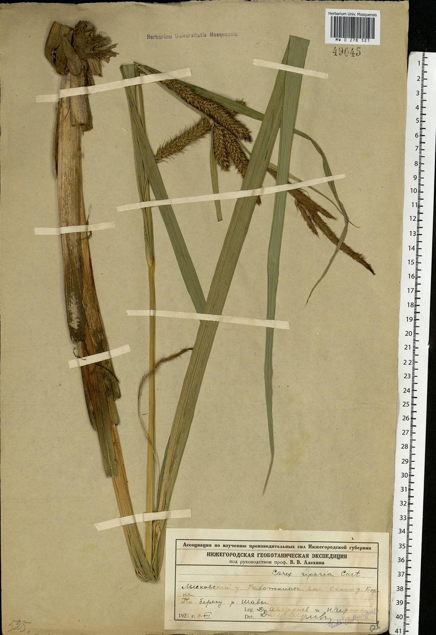 Carex riparia Curtis, Eastern Europe, Volga-Kama region (E7) (Russia)
