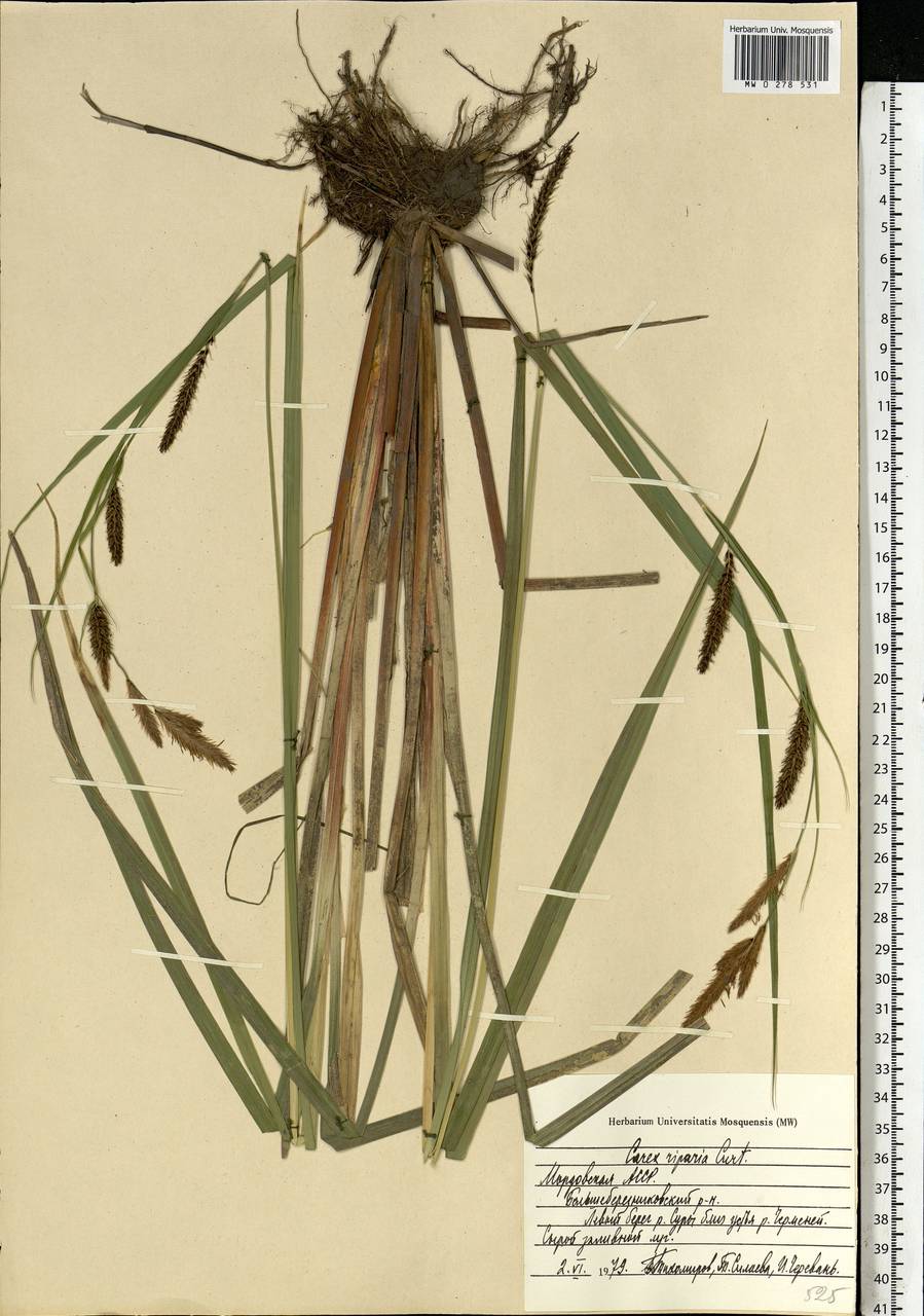 Carex riparia Curtis, Eastern Europe, Middle Volga region (E8) (Russia)