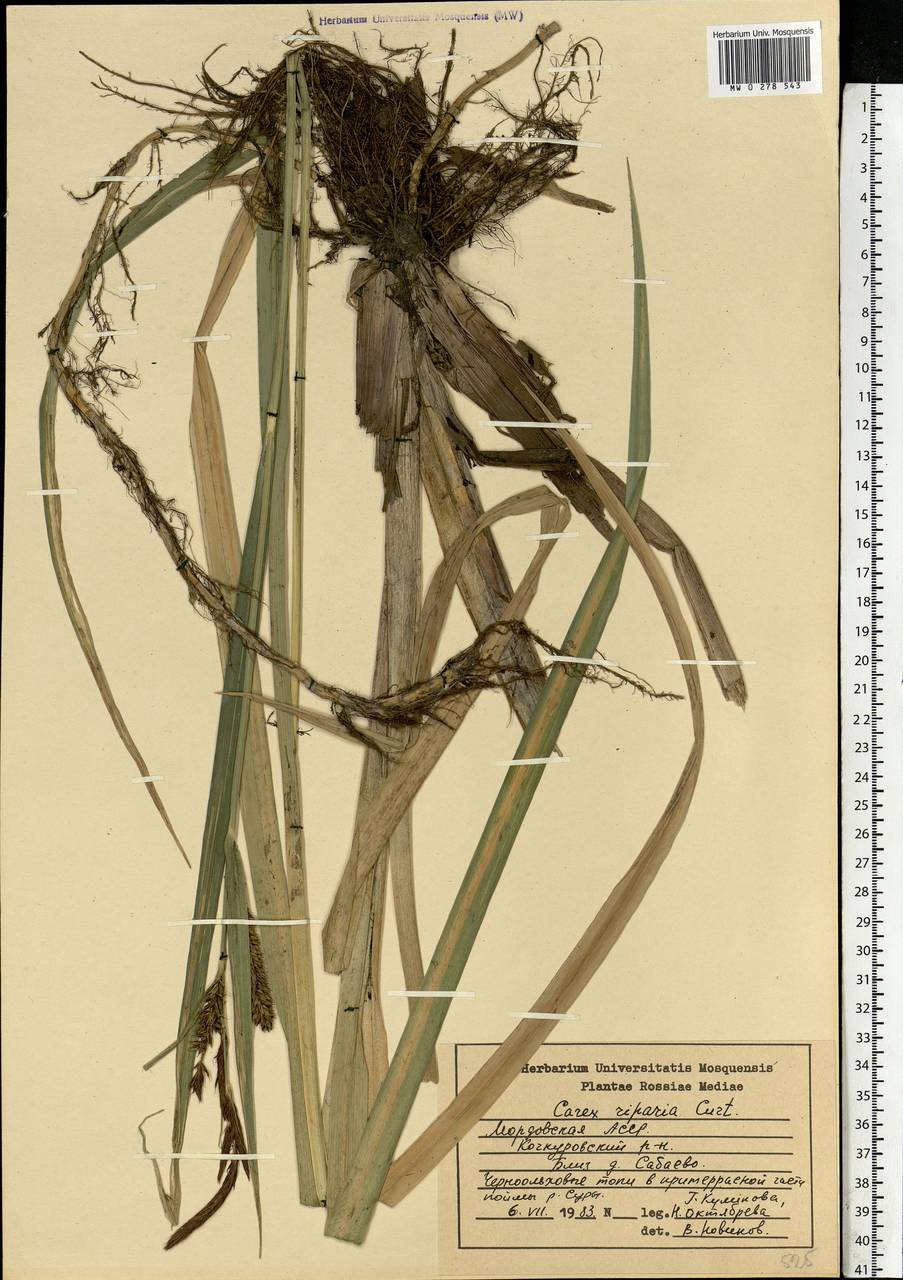 Carex riparia Curtis, Eastern Europe, Middle Volga region (E8) (Russia)