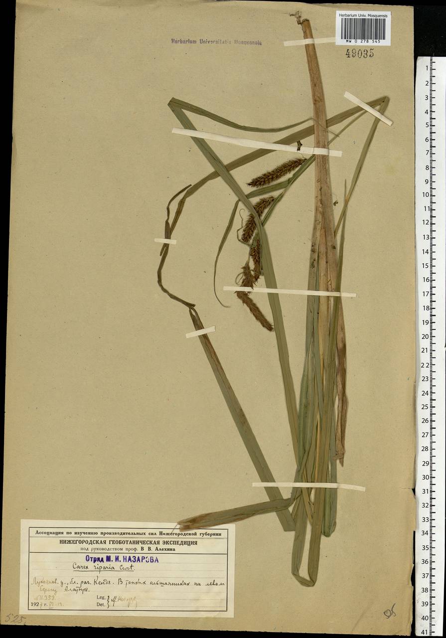 Carex riparia Curtis, Eastern Europe, Middle Volga region (E8) (Russia)