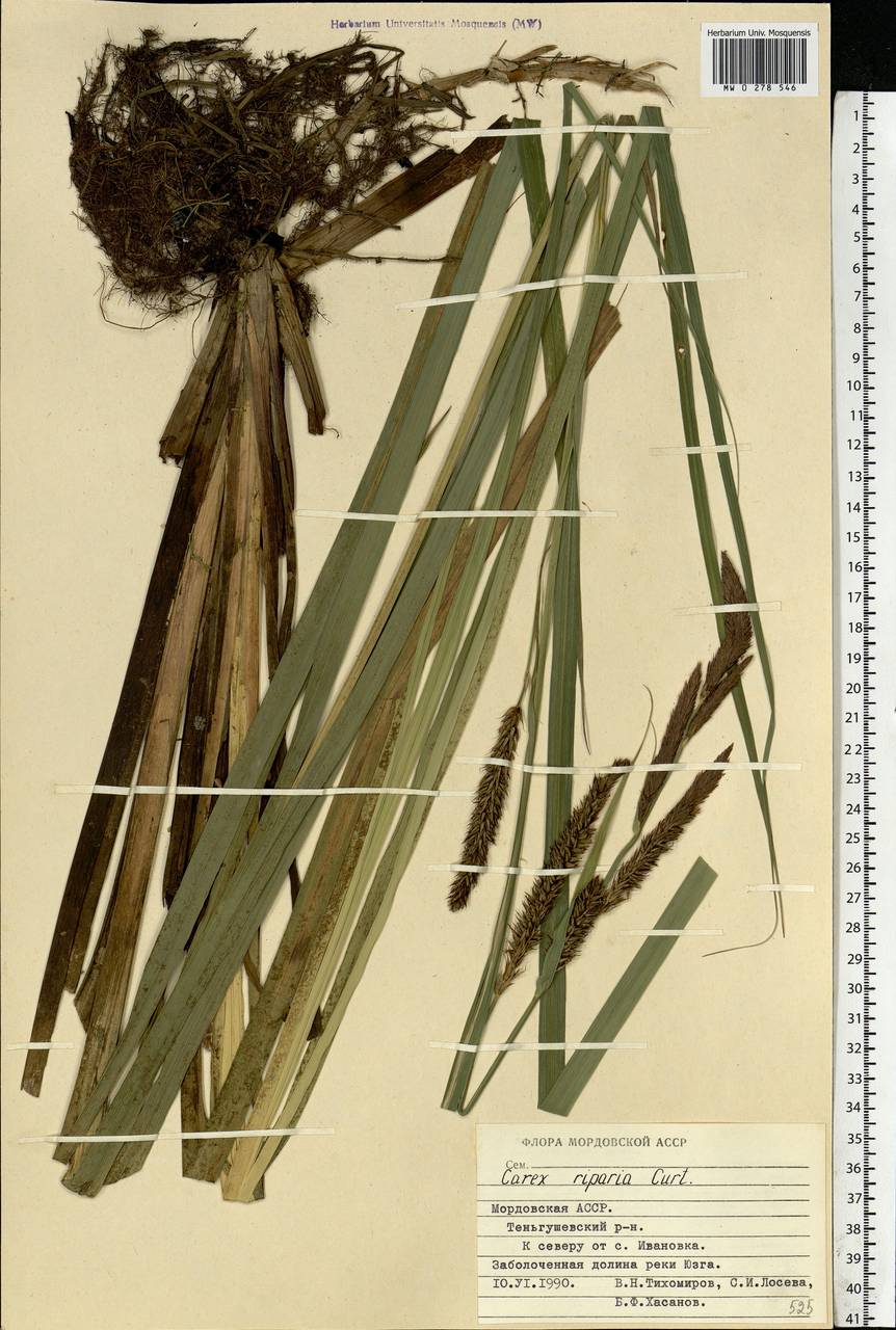 Carex riparia Curtis, Eastern Europe, Middle Volga region (E8) (Russia)
