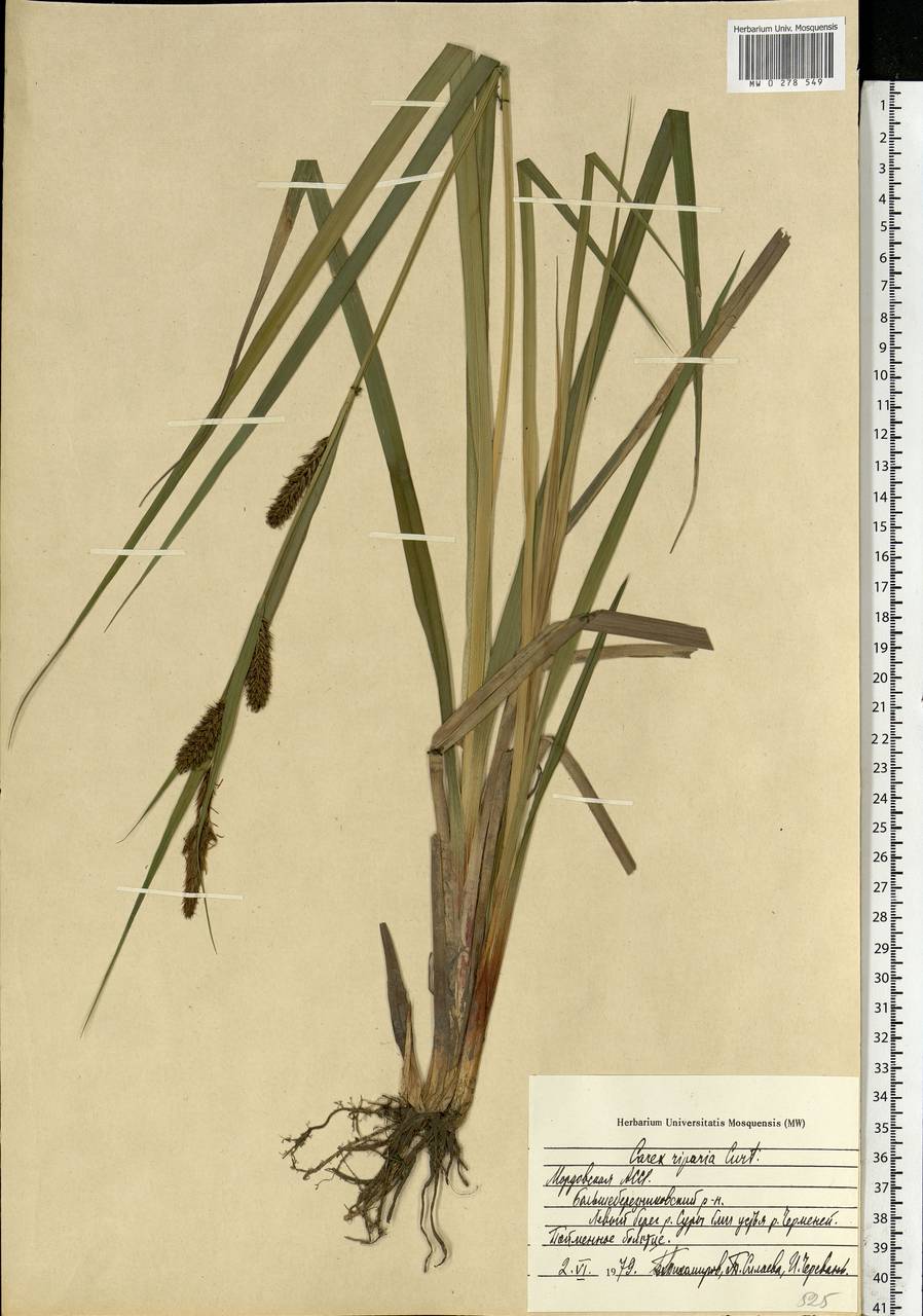 Carex riparia Curtis, Eastern Europe, Middle Volga region (E8) (Russia)