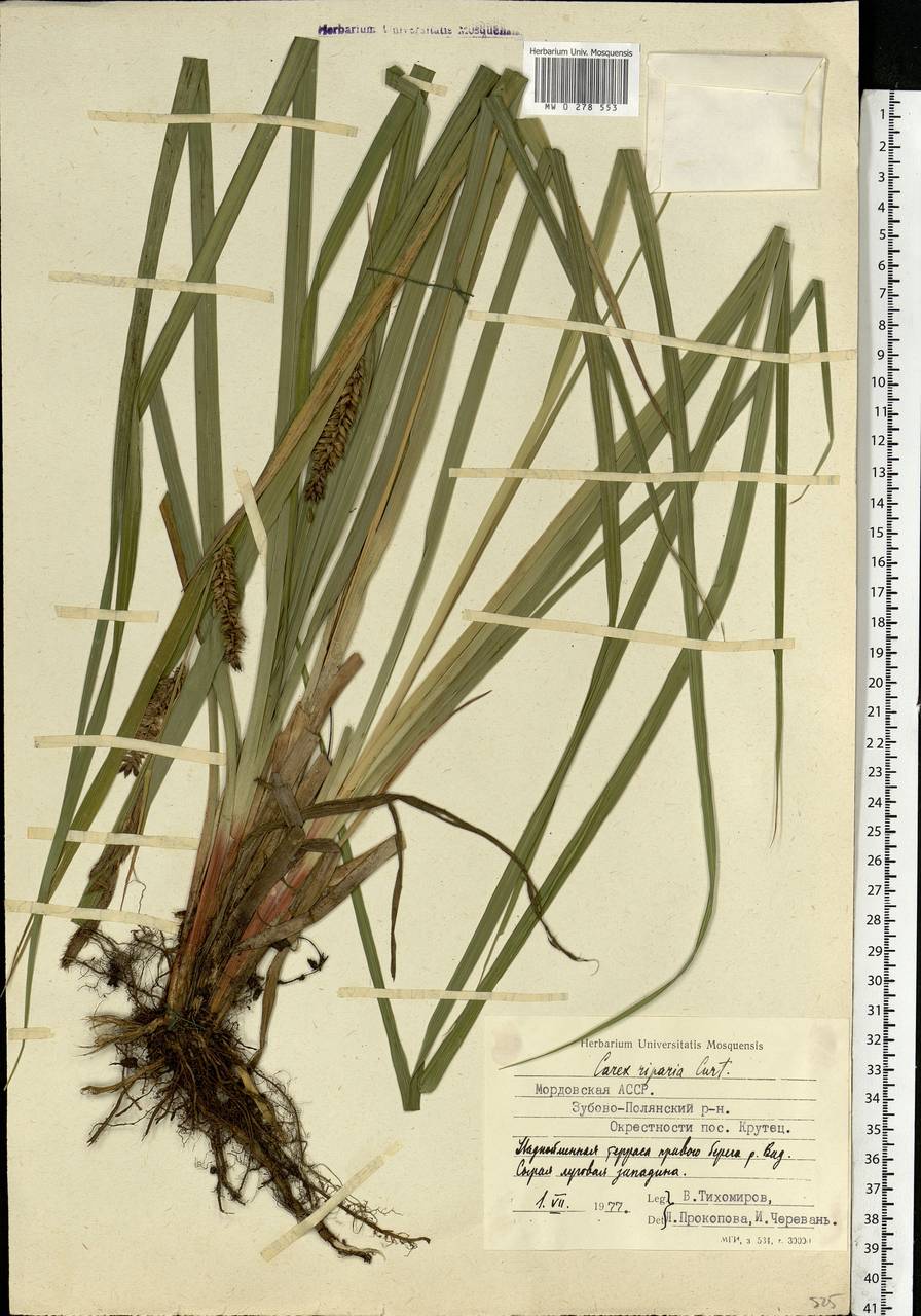 Carex riparia Curtis, Eastern Europe, Middle Volga region (E8) (Russia)