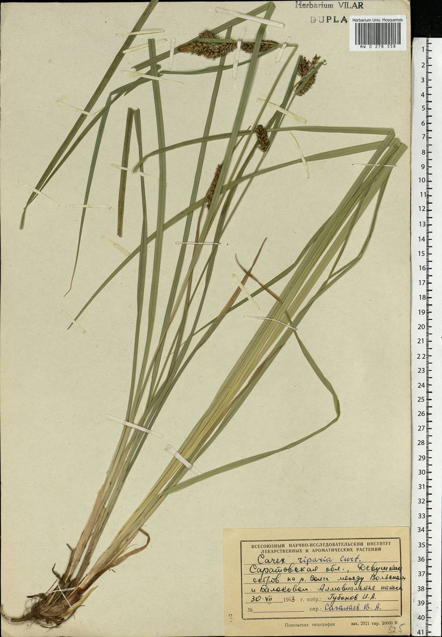 Carex riparia Curtis, Eastern Europe, Lower Volga region (E9) (Russia)
