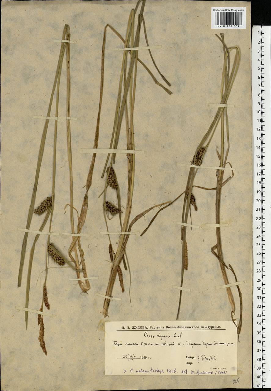 Carex riparia Curtis, Eastern Europe, Lower Volga region (E9) (Russia)