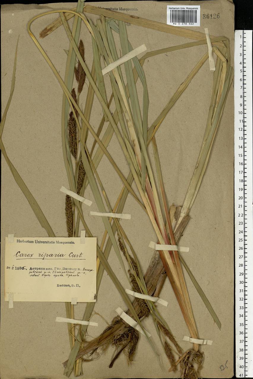 Carex riparia Curtis, Eastern Europe, Lower Volga region (E9) (Russia)