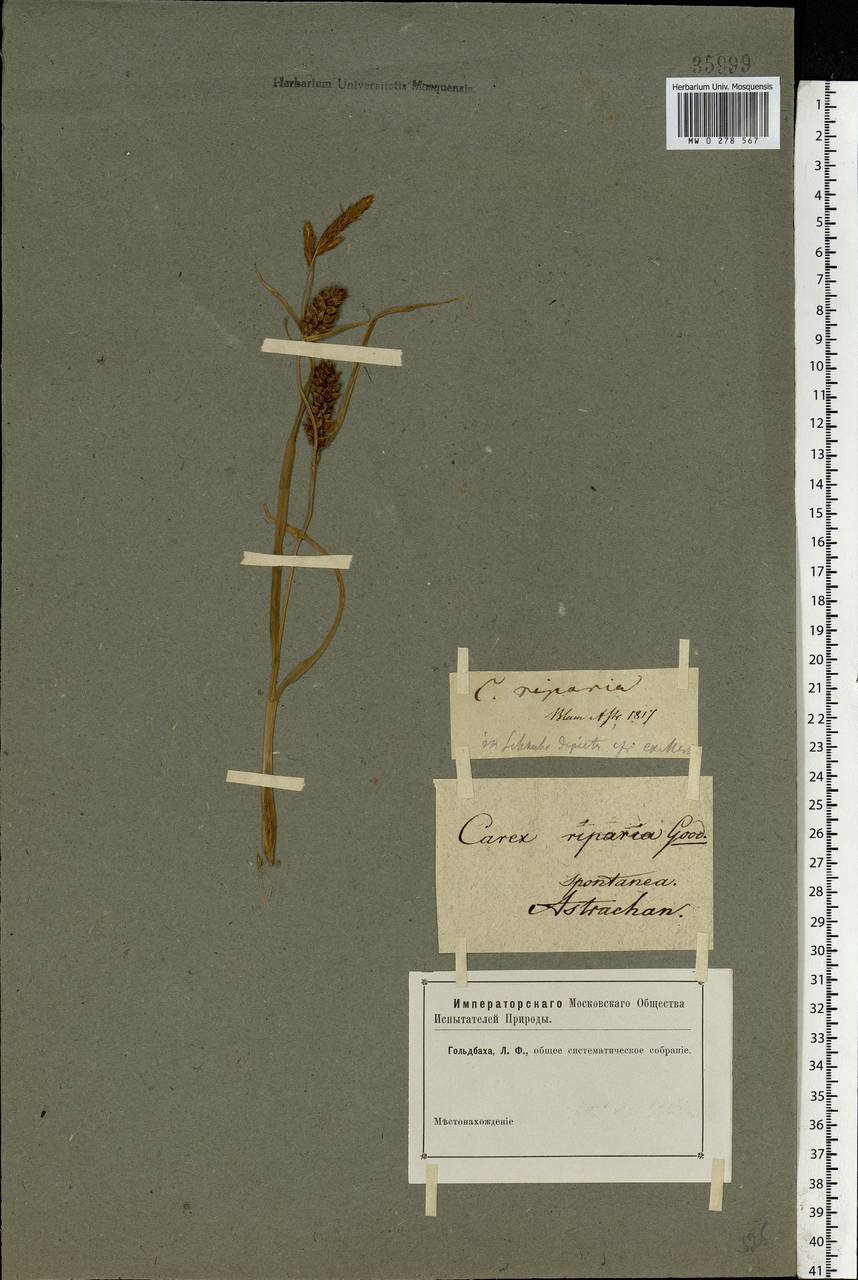 Carex riparia Curtis, Eastern Europe, Lower Volga region (E9) (Russia)