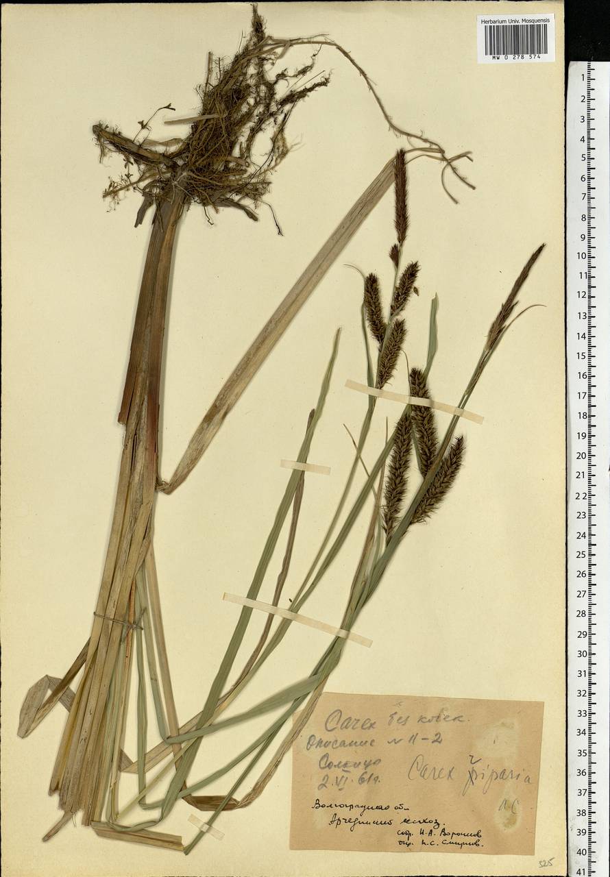 Carex riparia Curtis, Eastern Europe, Lower Volga region (E9) (Russia)