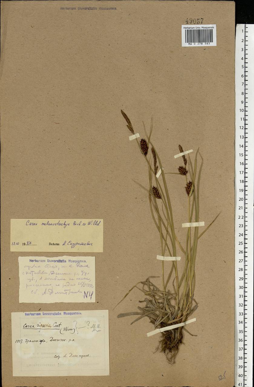 Carex riparia Curtis, Middle Asia, Caspian Ustyurt & Northern Aralia (M8) (Kazakhstan)