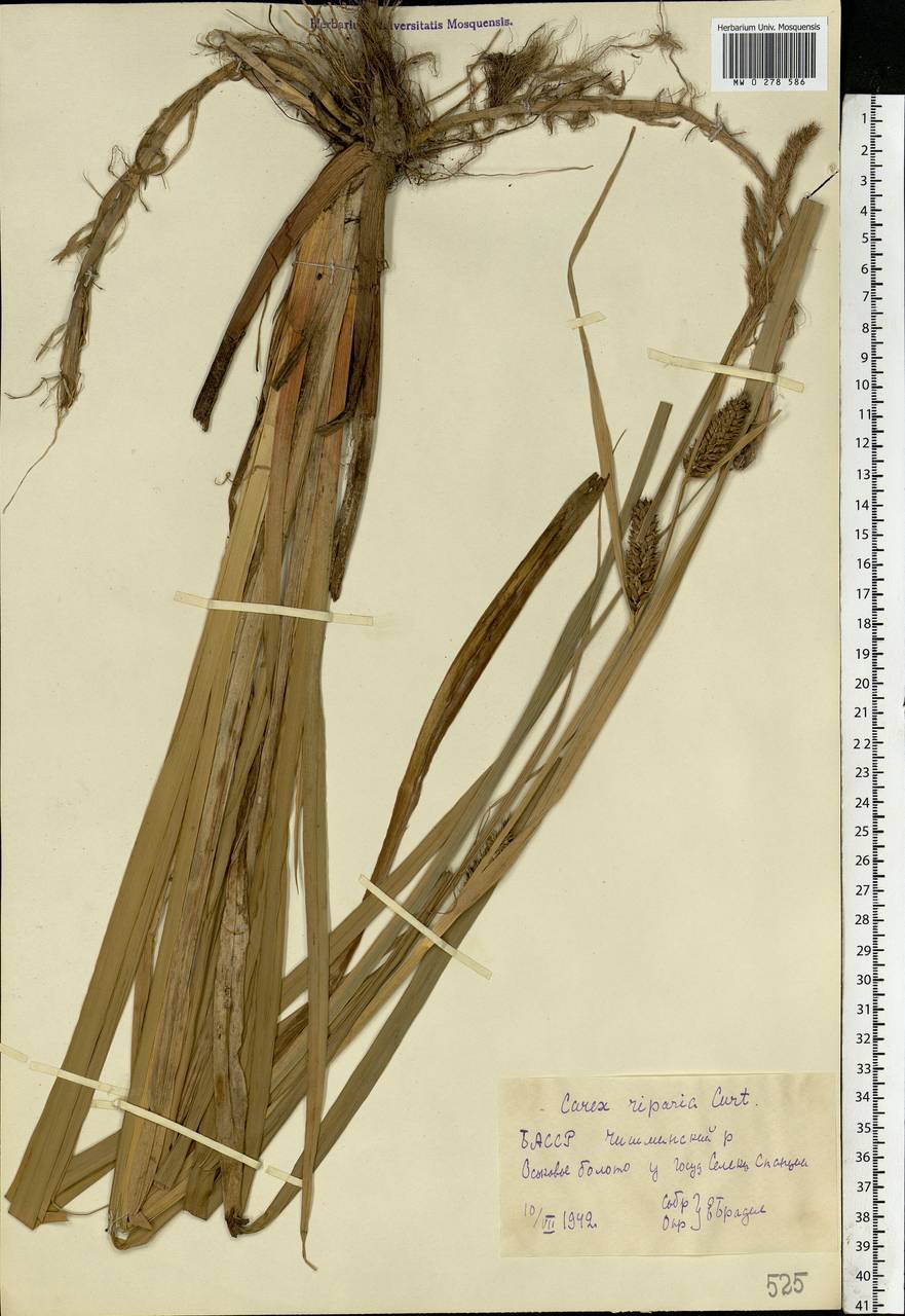 Carex riparia Curtis, Eastern Europe, Eastern region (E10) (Russia)
