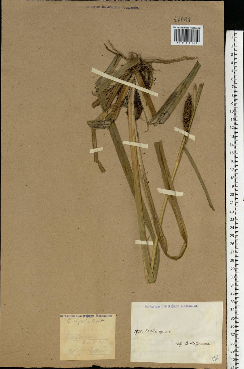 Carex riparia Curtis, Eastern Europe, North Ukrainian region (E11) (Ukraine)