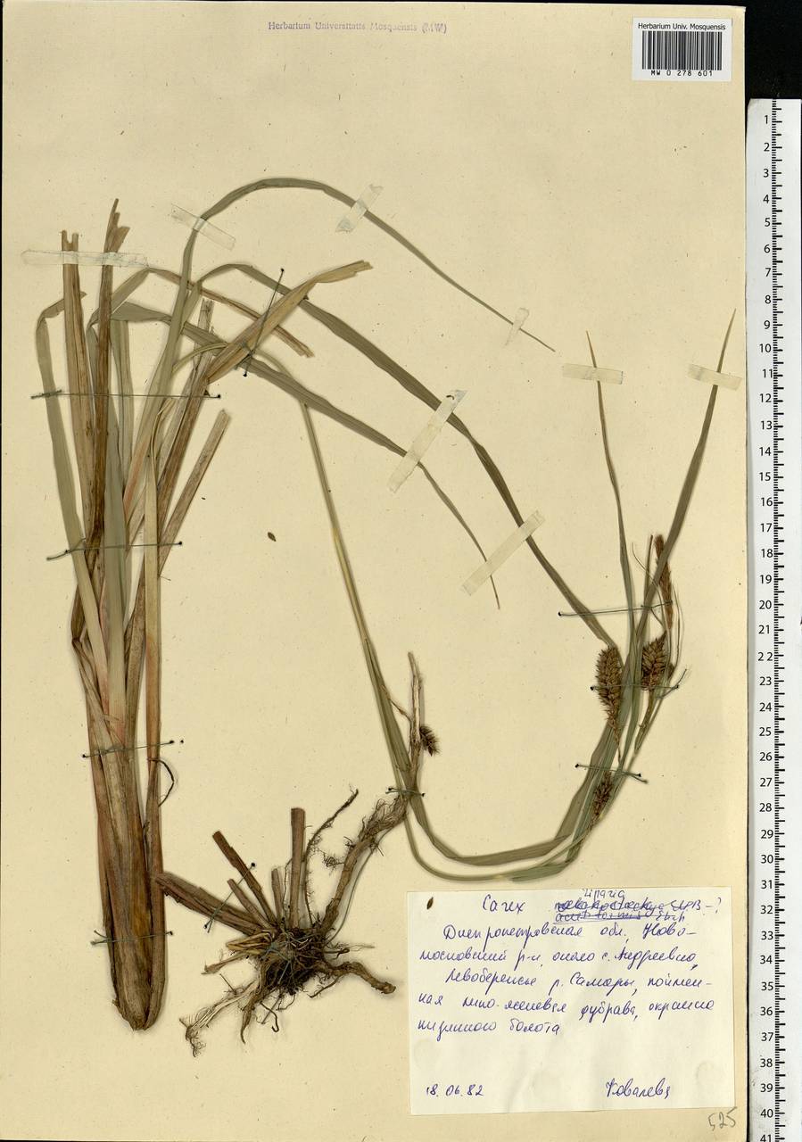 Carex riparia Curtis, Eastern Europe, South Ukrainian region (E12) (Ukraine)