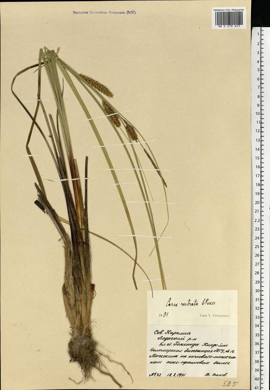 Carex rostrata Stokes , nom. cons., Eastern Europe, Northern region (E1) (Russia)