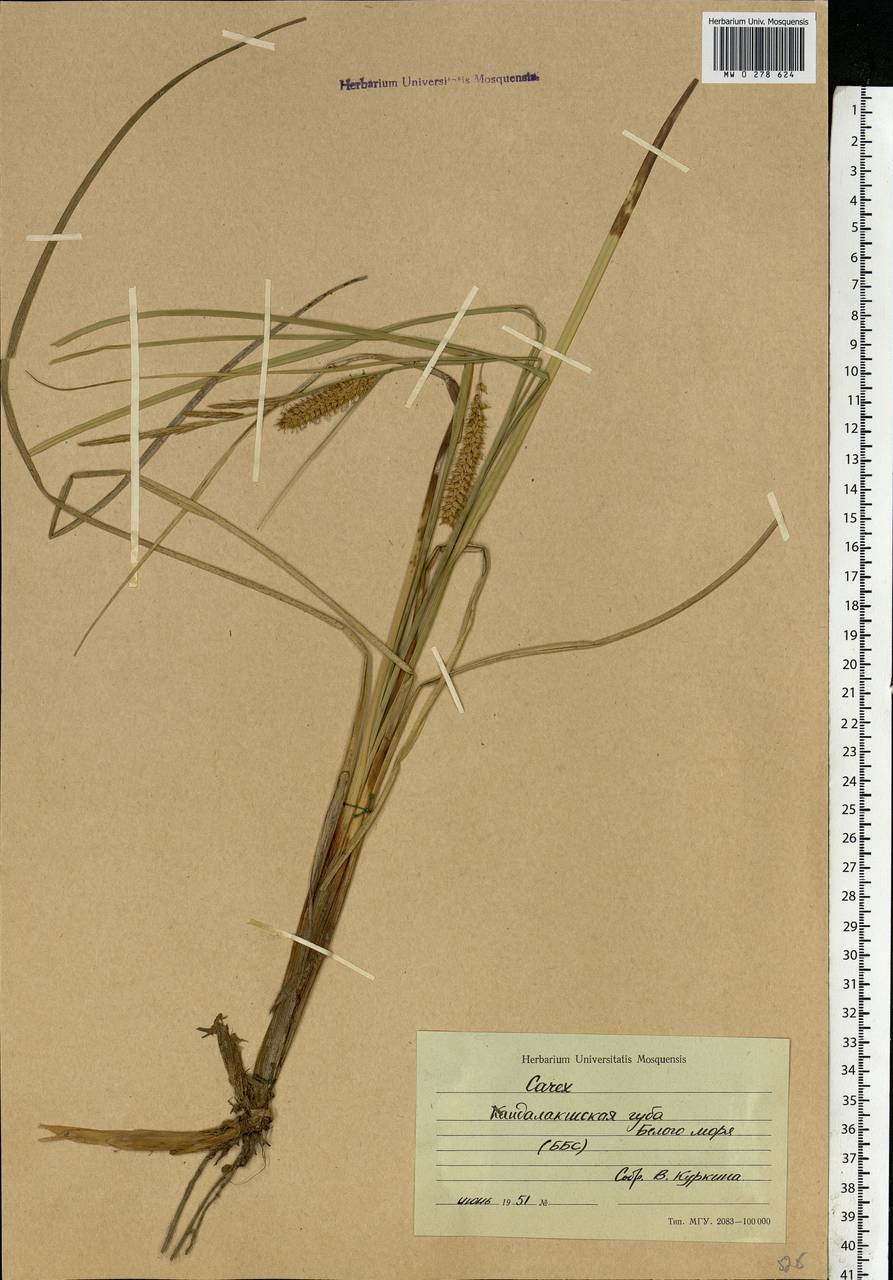 Carex rostrata Stokes , nom. cons., Eastern Europe, Northern region (E1) (Russia)