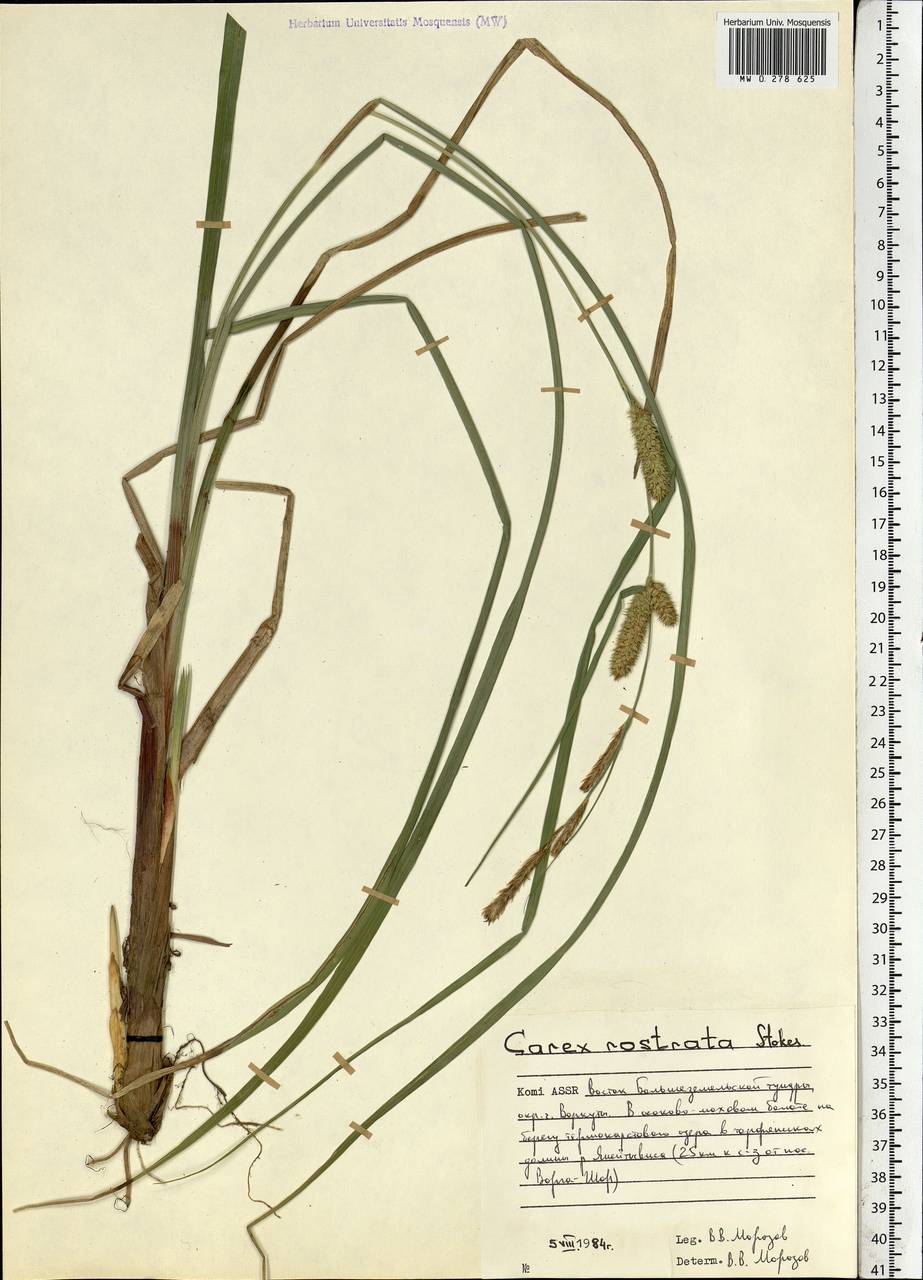Carex rostrata Stokes , nom. cons., Eastern Europe, Northern region (E1) (Russia)