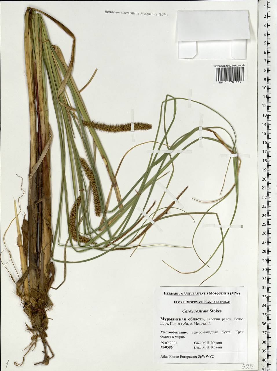 Carex rostrata Stokes , nom. cons., Eastern Europe, Northern region (E1) (Russia)