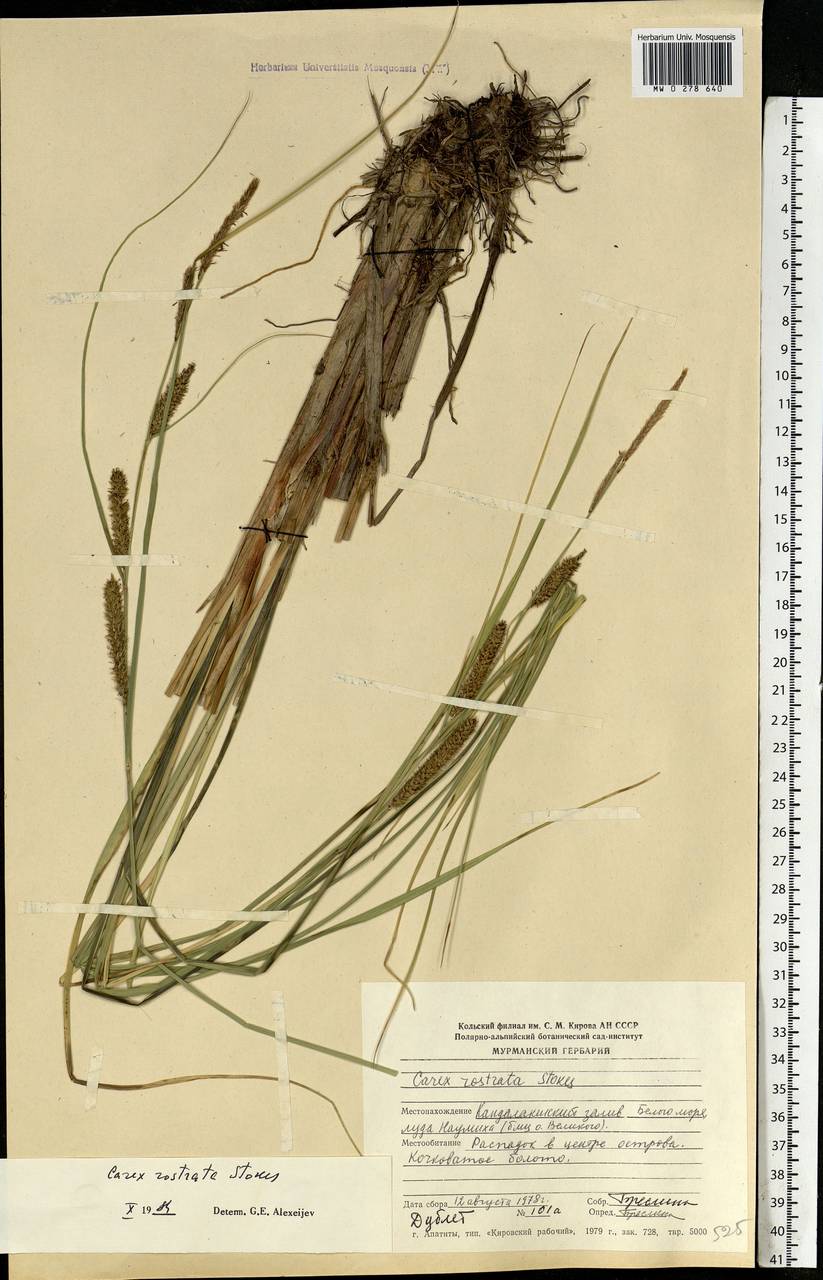 Carex rostrata Stokes , nom. cons., Eastern Europe, Northern region (E1) (Russia)