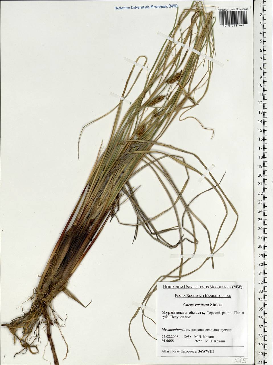 Carex rostrata Stokes , nom. cons., Eastern Europe, Northern region (E1) (Russia)