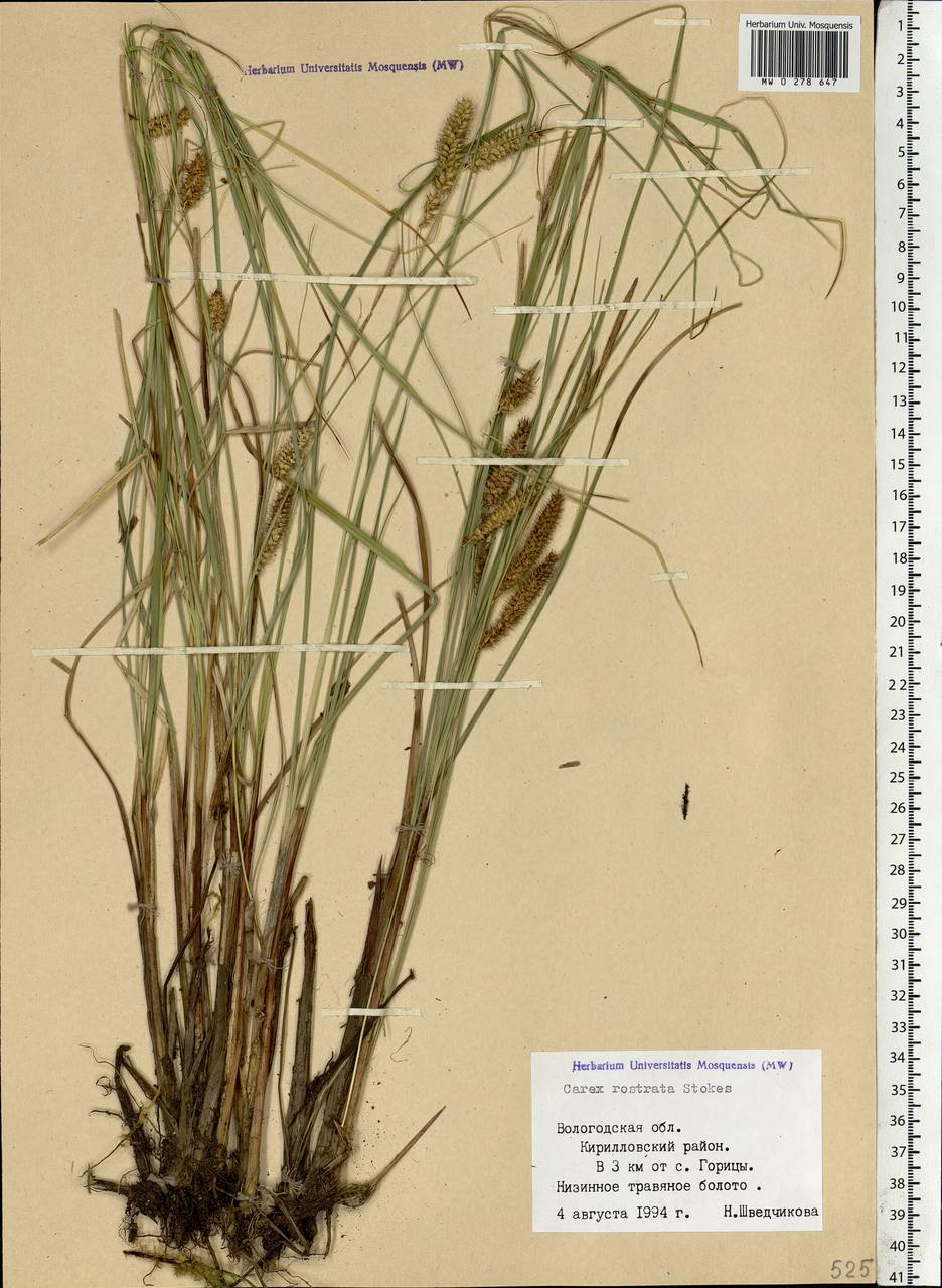 Carex rostrata Stokes , nom. cons., Eastern Europe, Northern region (E1) (Russia)