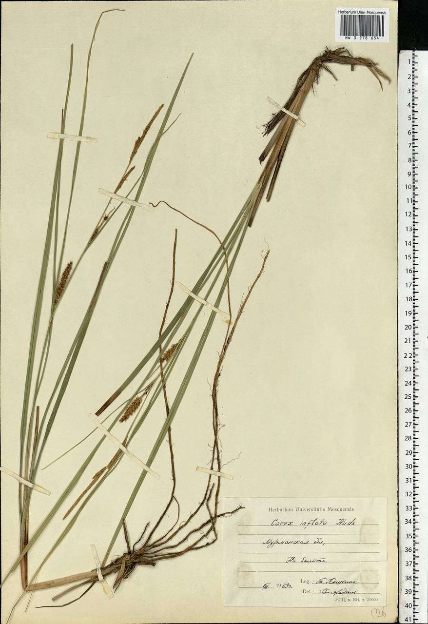 Carex rostrata Stokes, Eastern Europe, Northern region (E1) (Russia)
