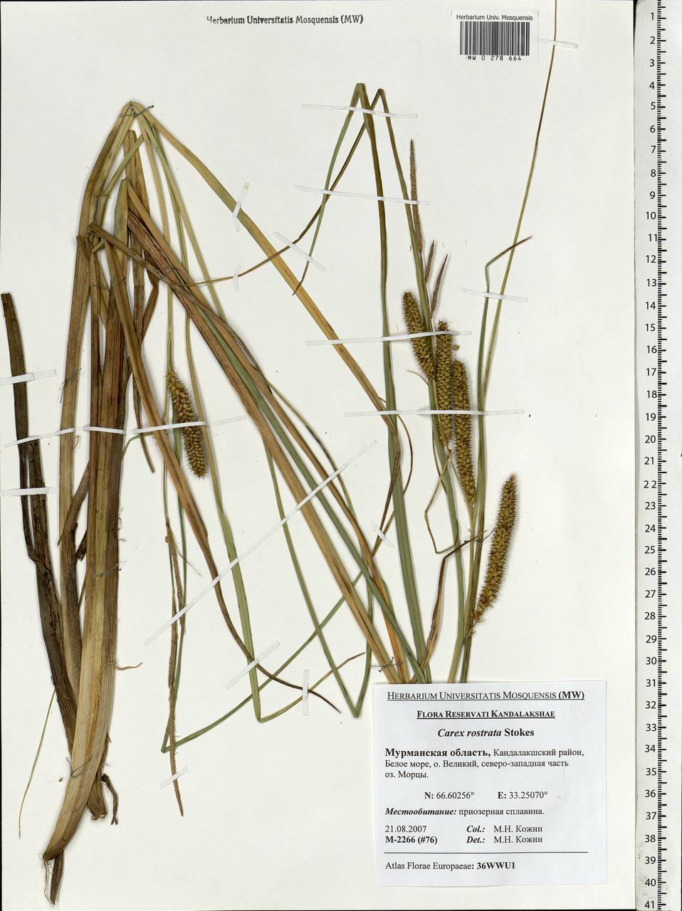 Carex rostrata Stokes , nom. cons., Eastern Europe, Northern region (E1) (Russia)