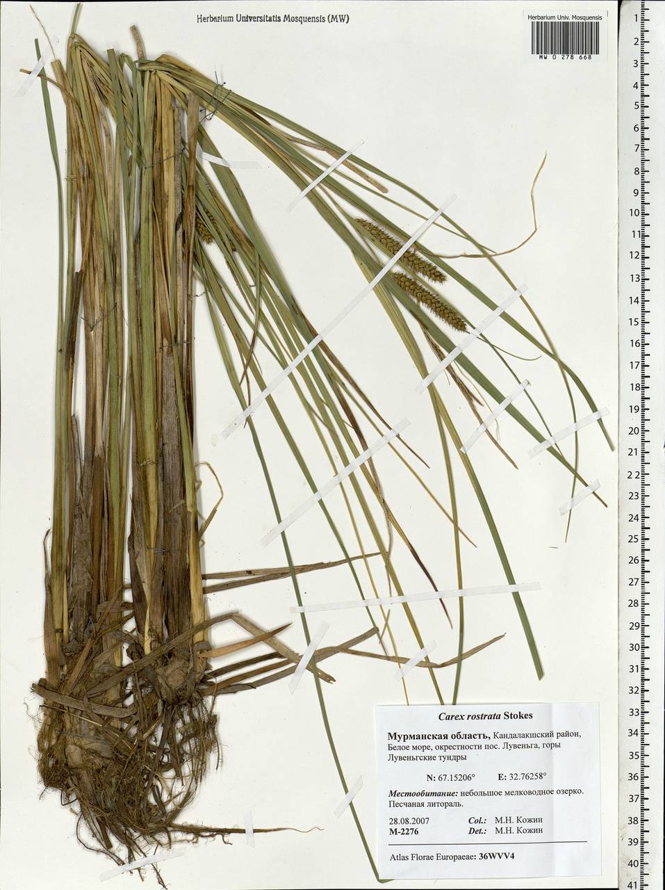 Carex rostrata Stokes , nom. cons., Eastern Europe, Northern region (E1) (Russia)