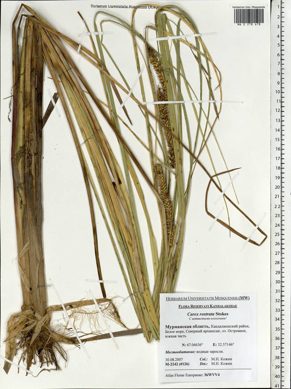 Carex rostrata Stokes , nom. cons., Eastern Europe, Northern region (E1) (Russia)