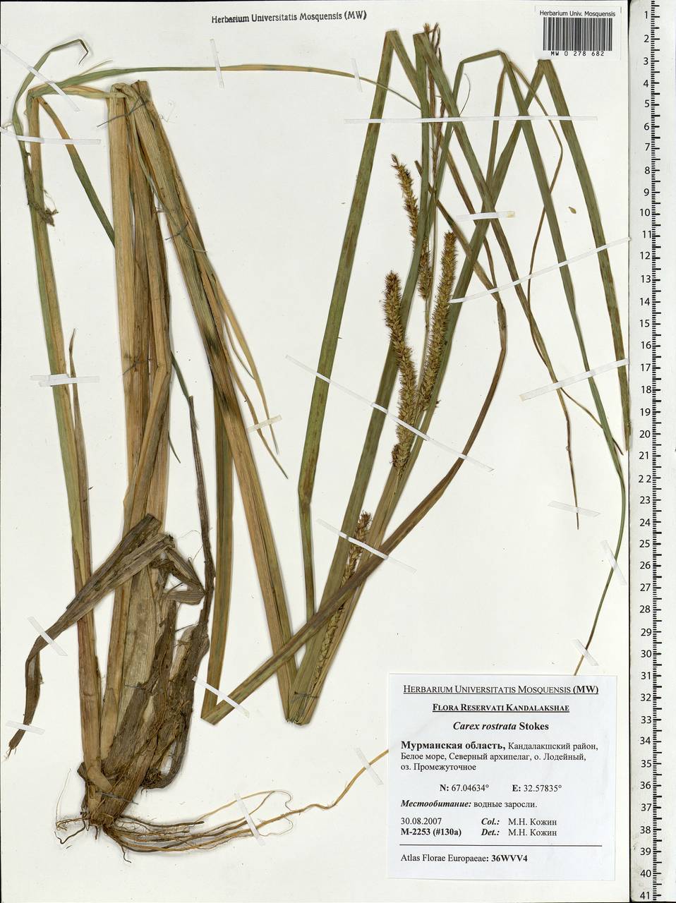 Carex rostrata Stokes , nom. cons., Eastern Europe, Northern region (E1) (Russia)