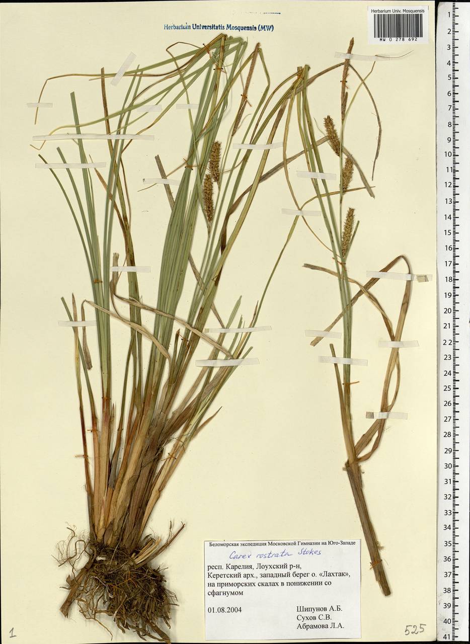 Carex rostrata Stokes, Eastern Europe, Northern region (E1) (Russia)