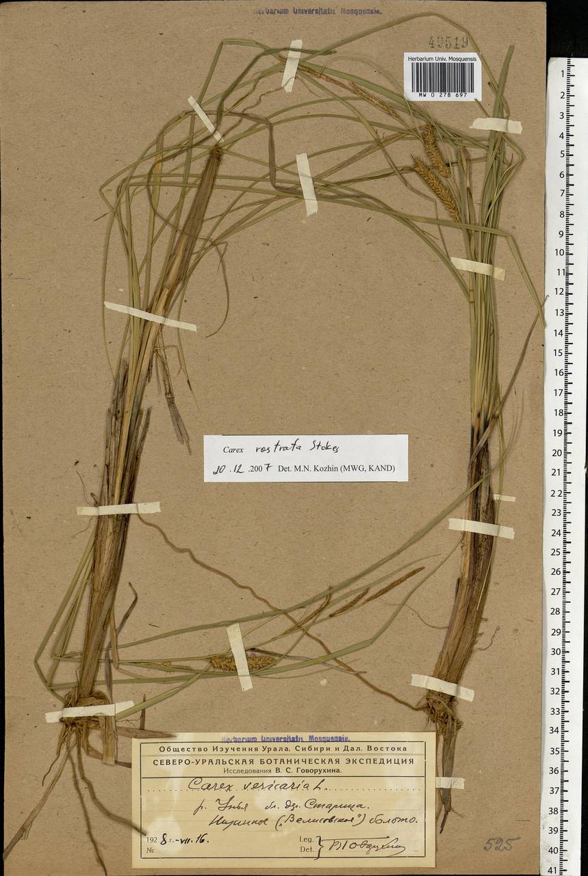 Carex rostrata Stokes , nom. cons., Eastern Europe, Northern region (E1) (Russia)