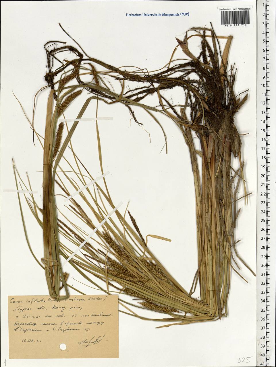 Carex rostrata Stokes , nom. cons., Eastern Europe, Northern region (E1) (Russia)