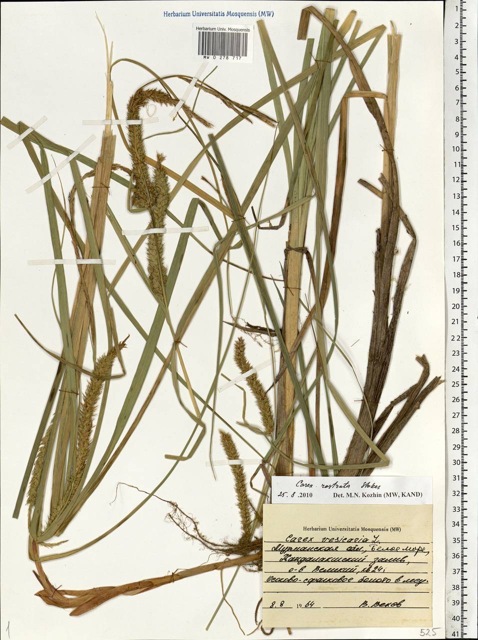 Carex rostrata Stokes , nom. cons., Eastern Europe, Northern region (E1) (Russia)