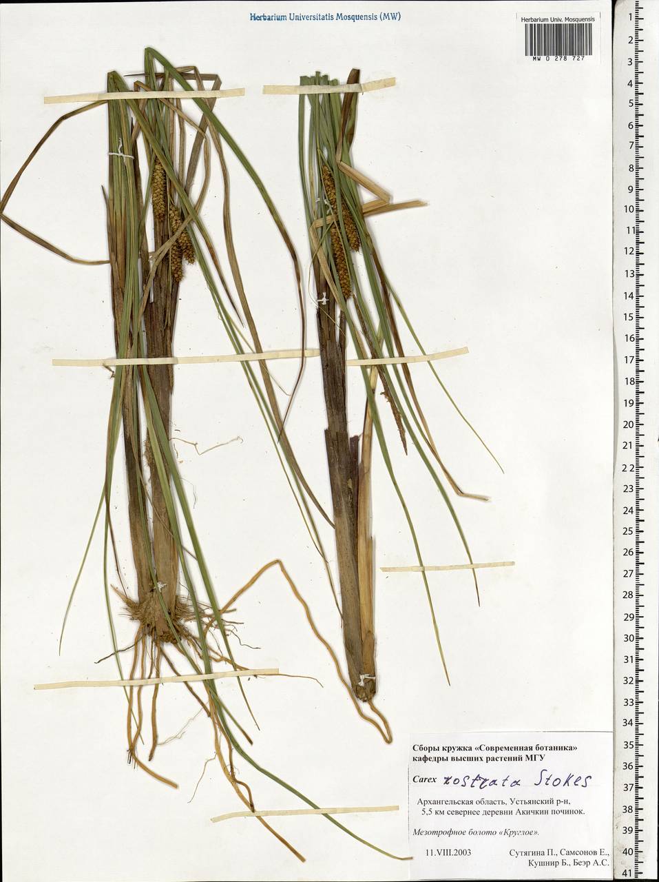 Carex rostrata Stokes , nom. cons., Eastern Europe, Northern region (E1) (Russia)