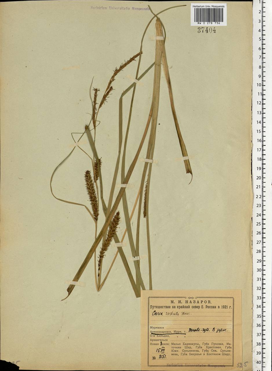 Carex rostrata Stokes , nom. cons., Eastern Europe, Northern region (E1) (Russia)