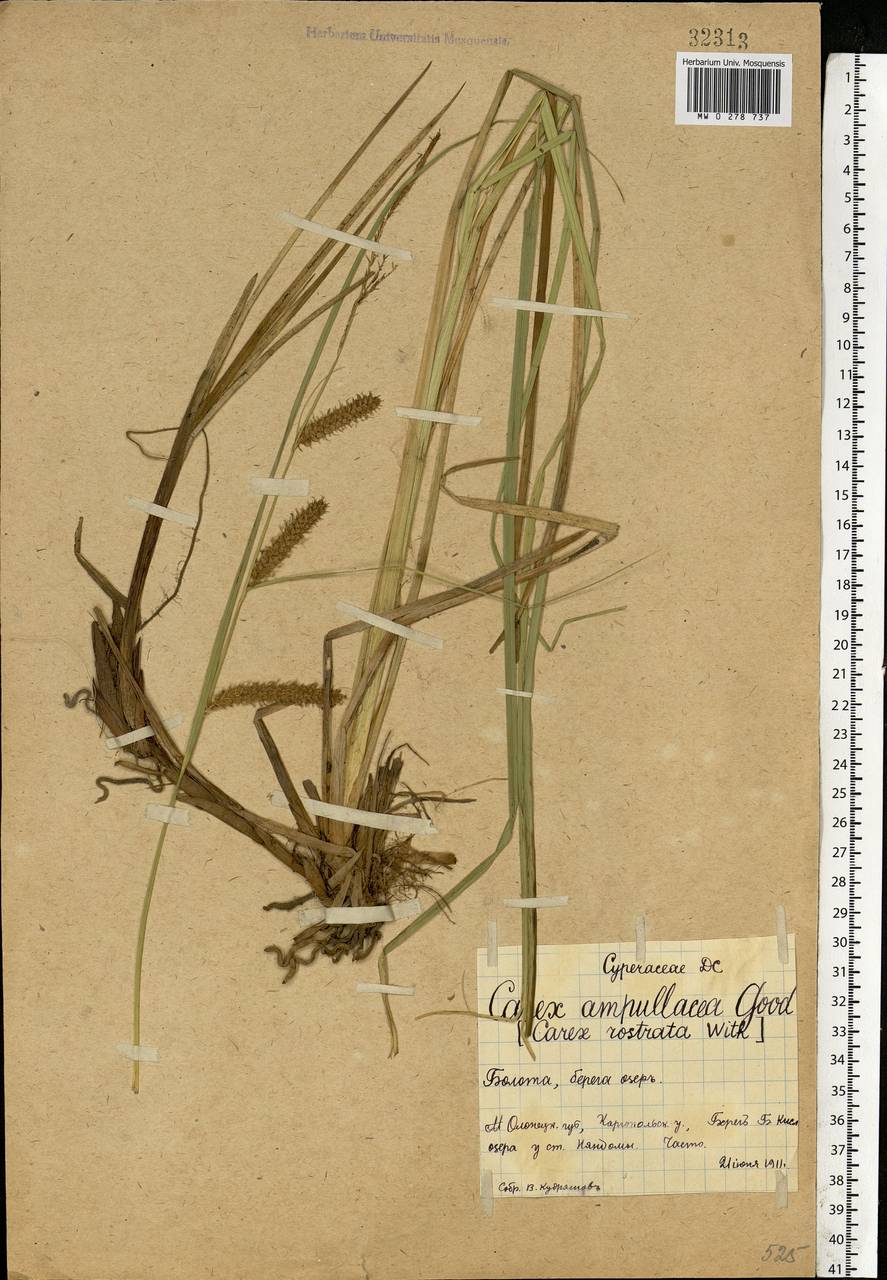 Carex rostrata Stokes , nom. cons., Eastern Europe, Northern region (E1) (Russia)
