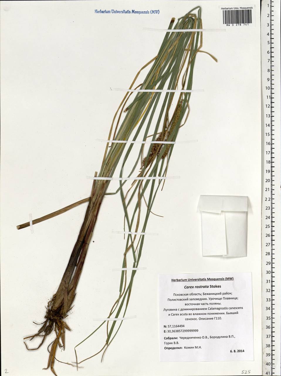 Carex rostrata Stokes , nom. cons., Eastern Europe, North-Western region (E2) (Russia)