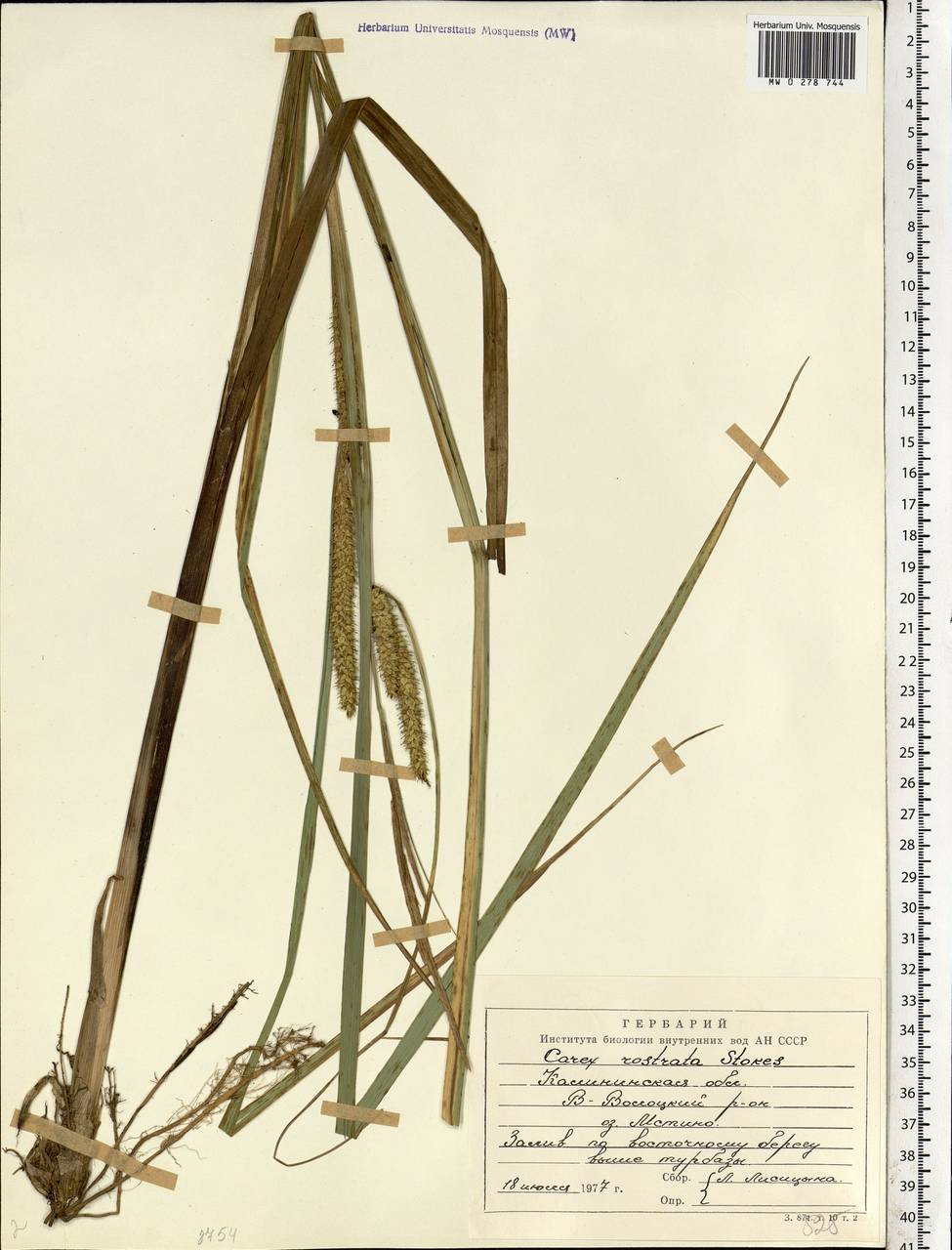 Carex rostrata Stokes , nom. cons., Eastern Europe, North-Western region (E2) (Russia)